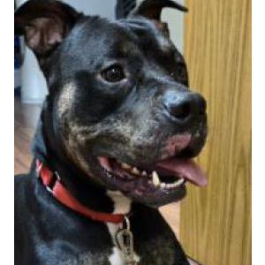 Found Dog Unknown