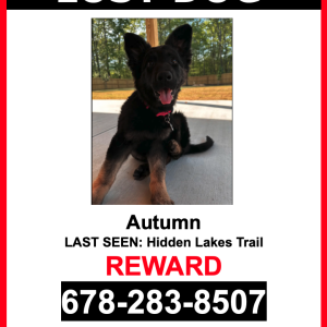 Image of Autumn, Lost Dog