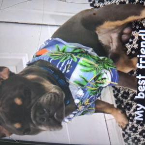 Image of Stanley, Lost Dog