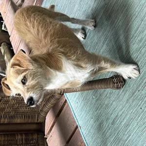 2nd Image of Archie, Lost Dog