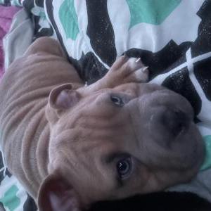 Image of Louie, Lost Dog