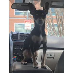 Image of Taz, Lost Dog