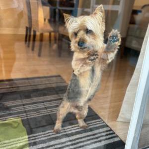 Image of Tuffy, Lost Dog