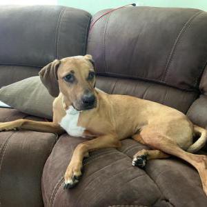 Image of Porter, Lost Dog