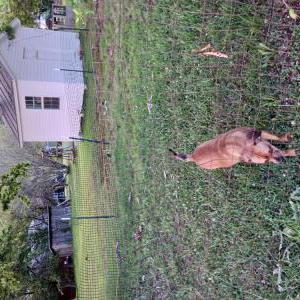 Image of Honey, Lost Dog