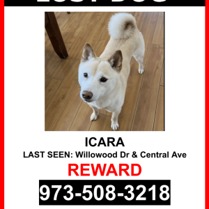 Image of Icara, Lost Dog