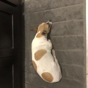 Image of Peanut, Lost Dog