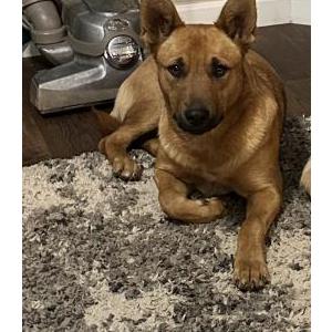 Image of Fiona, Lost Dog