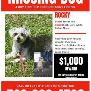 Lost Dog Rocky