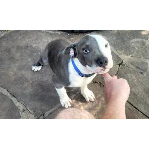 Image of Unsure, Found Dog