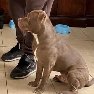 2nd Image of Polo, Lost Dog