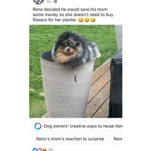 Lost Dog Ryder