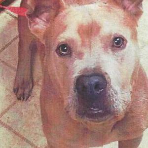 Lost Dog Bruno