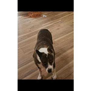 Image of Sissy, Lost Dog