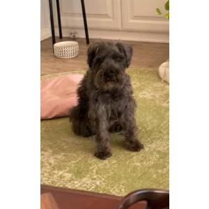 Lost Dog Buddy