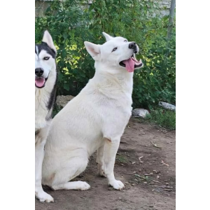 Image of Frosty, Lost Dog