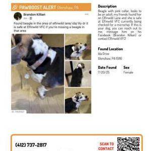 Image of Daisy, Found Dog