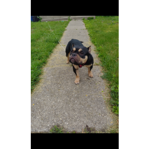 Lost Dog Angel