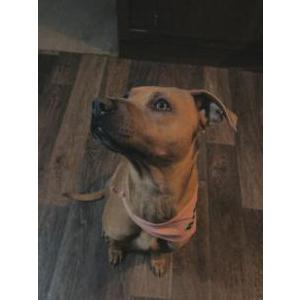 Image of Reba, Lost Dog