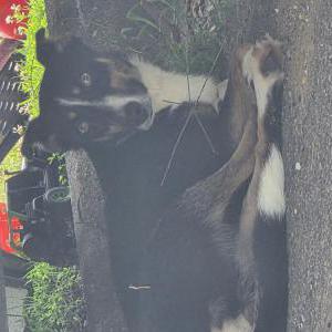 Found Dog Unknown