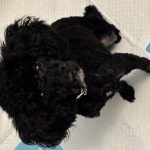 Image of Teddy, Lost Dog