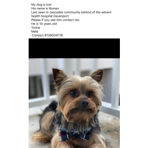 Image of Romeo, Lost Dog