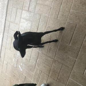 Image of Unknown, Found Dog