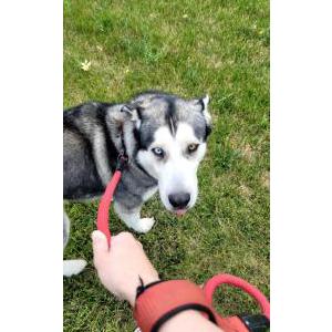 Image of unknown, Found Dog