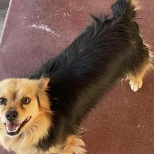 Image of Buddy, Lost Dog