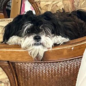 Image of milo, Lost Dog