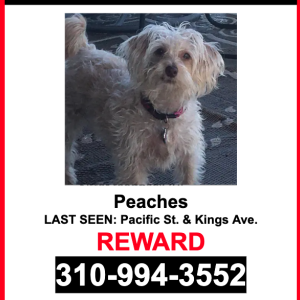 Image of Peaches, Lost Dog