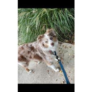 Lost Dog Tate