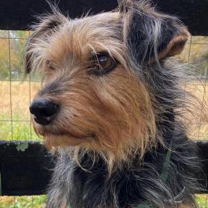 Image of Tag, Lost Dog