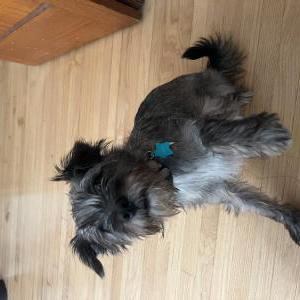 Image of Grub, Lost Dog