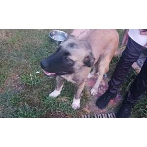 Image of Unknown, Found Dog