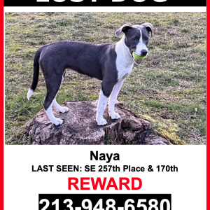 Lost Dog Naya