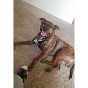 Image of Brownie, Lost Dog