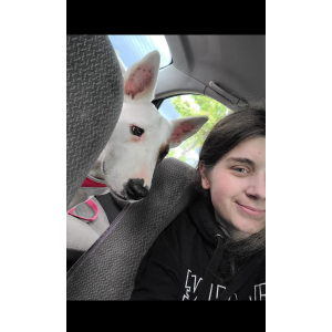 Image of Lily, Lost Dog