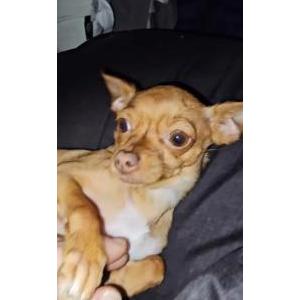 Image of Scarlett, Lost Dog