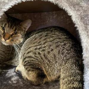 Image of Nasa, Lost Cat