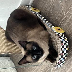 Image of Zaya, Lost Cat