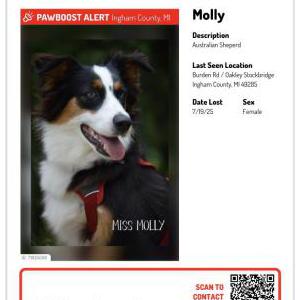 Lost Dog Molly