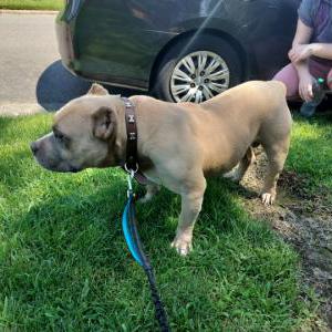 Image of Unknown, Found Dog