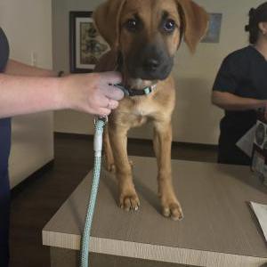 Image of Unknown, Found Dog