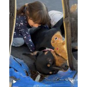 Image of Astro, Lost Dog