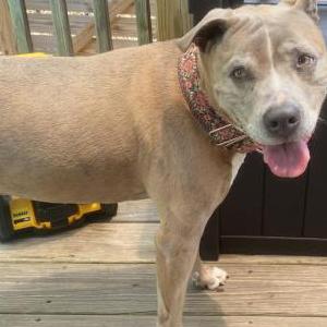 Image of Nala, Lost Dog