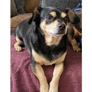 Image of Mo, Lost Dog