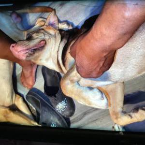 Image of Brownie, Lost Dog