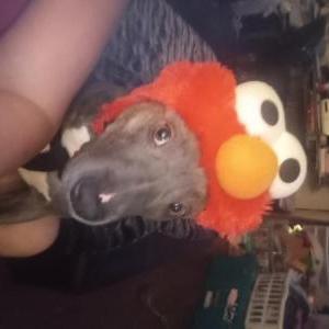 Image of Cloe, Lost Dog