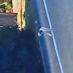 Image of Unknown, Found Dog